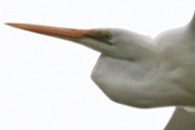 Eastern Great Egret (Ardea modesta)